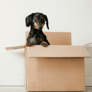 moving house and your fur baby